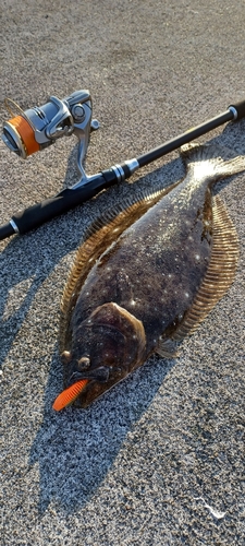 ヒラメの釣果