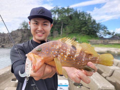 キジハタの釣果