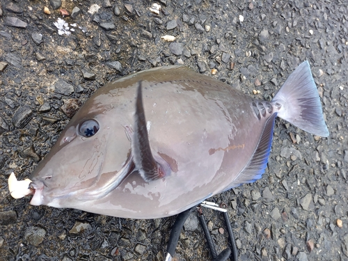 サンノジの釣果