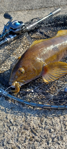 アイナメの釣果