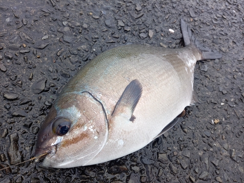 イスズミの釣果