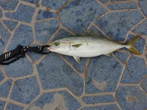 ヤズの釣果