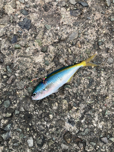 タカベの釣果