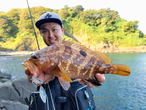 キジハタの釣果