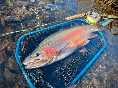 ニジマスの釣果