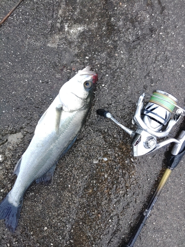 セイゴ（マルスズキ）の釣果