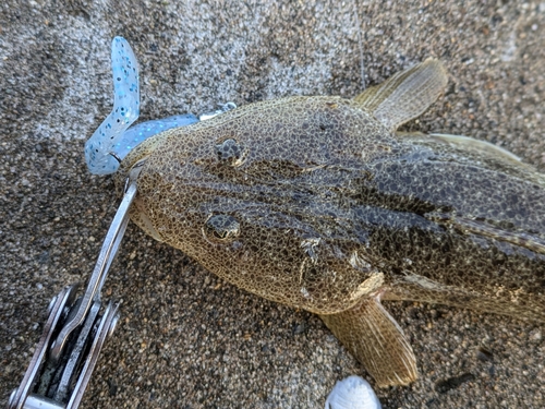 マゴチの釣果