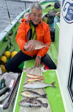 マダイの釣果