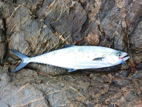 イケカツオの釣果