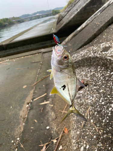 メッキの釣果