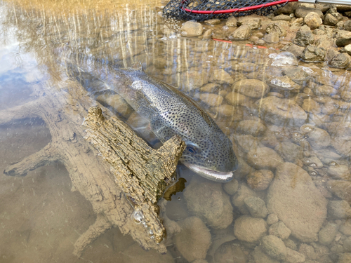 イトウの釣果