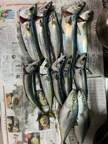 サバの釣果