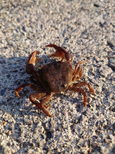 カニの釣果