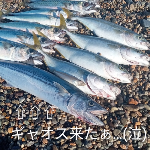 サゴシの釣果