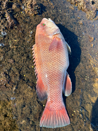 コブダイの釣果