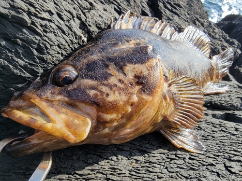 ベッコウゾイの釣果