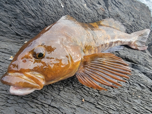 アイナメの釣果