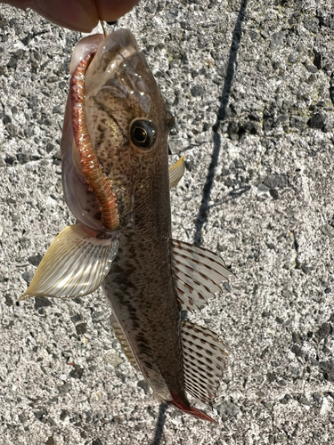 ハゼの釣果