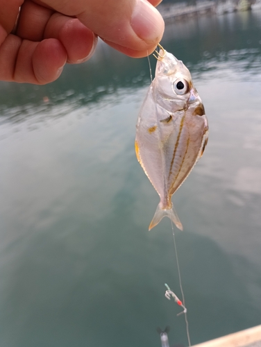 ヒイラギの釣果