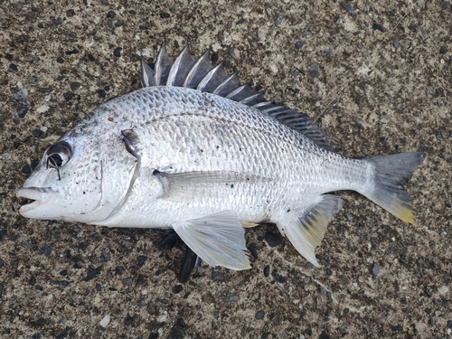 キビレの釣果