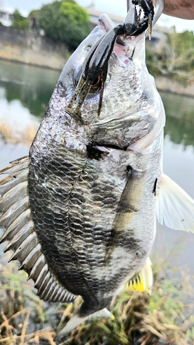 キチヌの釣果