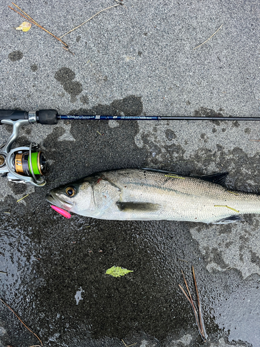 セイゴ（マルスズキ）の釣果