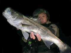 シーバスの釣果