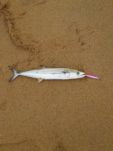 サゴシの釣果