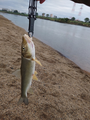 ニゴイの釣果