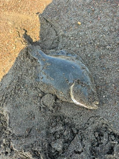 マツカワの釣果