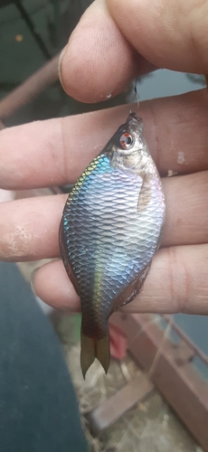 タイリクバラタナゴの釣果