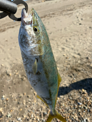 イナダの釣果