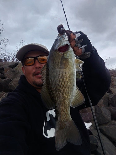 スモールマウスバスの釣果