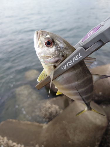 メッキの釣果