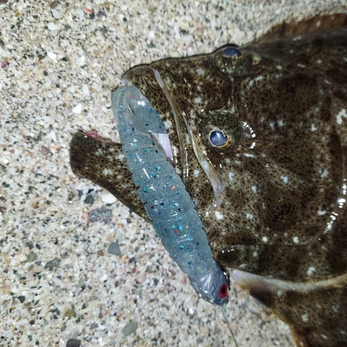 ヒラメの釣果