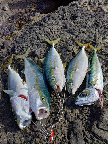 イナダの釣果