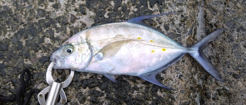 ナンヨウカイワリの釣果