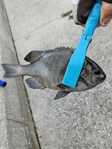 メジナの釣果