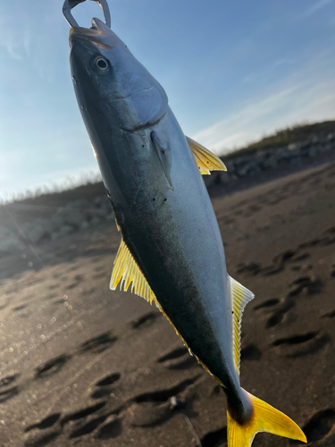 ワカシの釣果