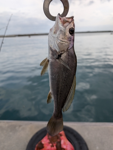 イシモチの釣果