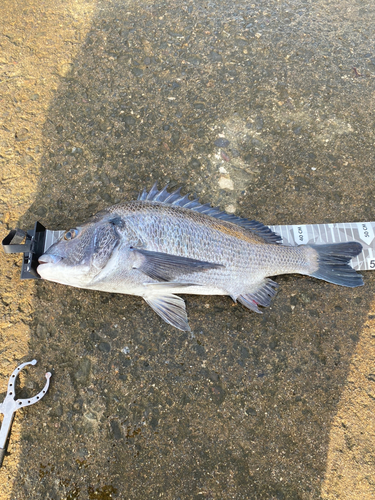 クロダイの釣果