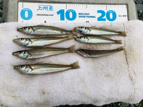 シロギスの釣果