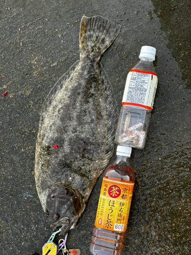 ヒラメの釣果