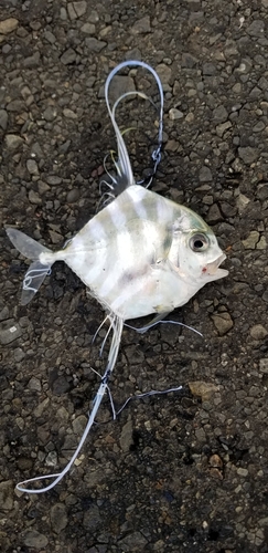 イトヒキアジの釣果