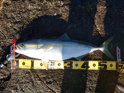 イナダの釣果