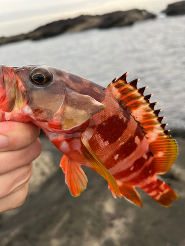 アカハタの釣果