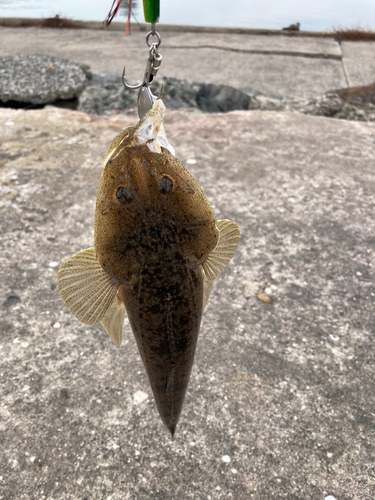 コチの釣果