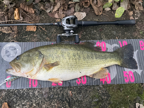 ラージマウスバスの釣果