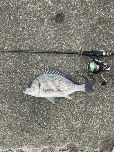 キビレの釣果