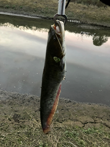 ナマズの釣果